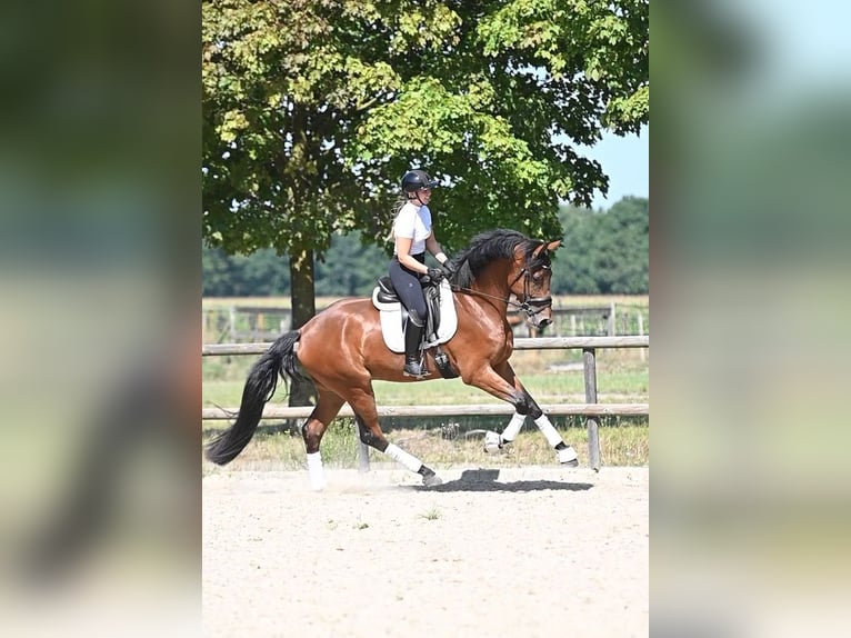 KWPN Ruin 4 Jaar 174 cm Bruin in Peer