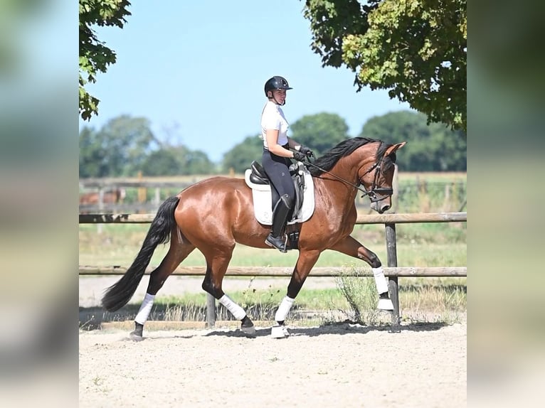 KWPN Ruin 4 Jaar 174 cm Bruin in Peer