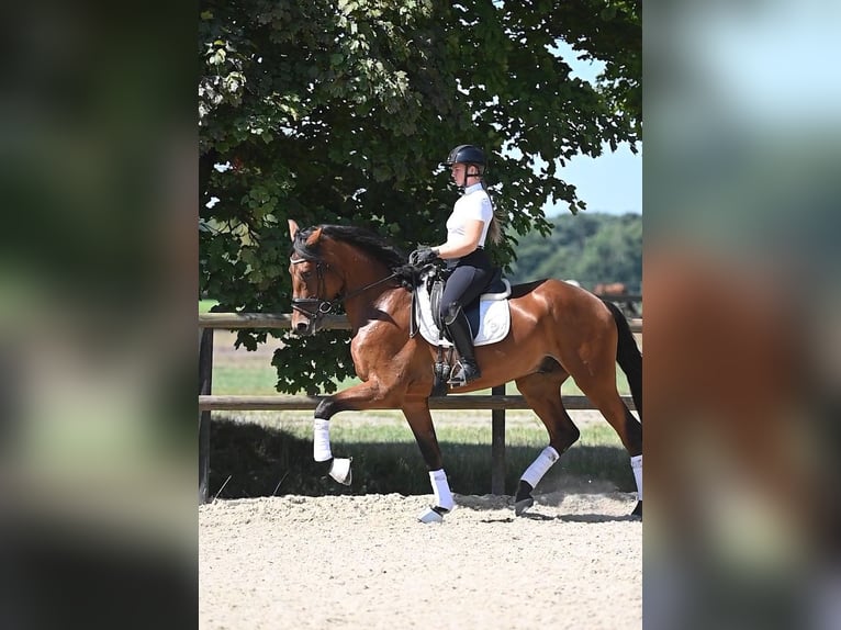 KWPN Ruin 4 Jaar 174 cm Bruin in Peer
