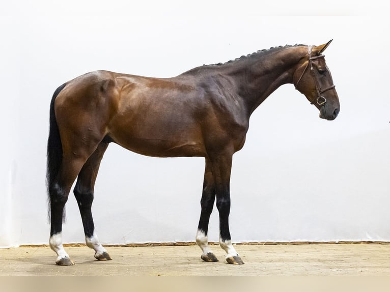 KWPN Ruin 4 Jaar 174 cm Bruin in Waddinxveen
