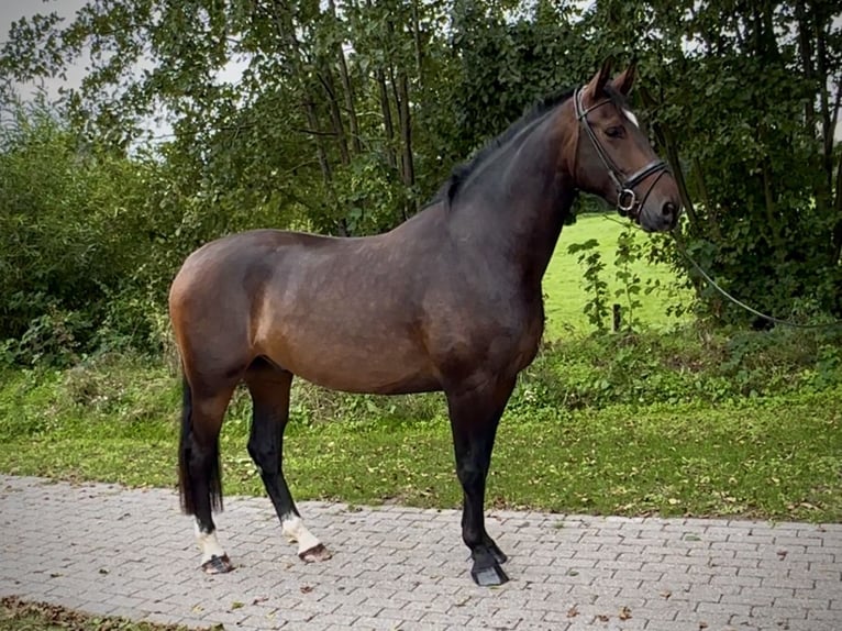 KWPN Ruin 4 Jaar 174 cm Donkerbruin in Nordhorn