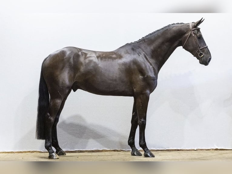 KWPN Ruin 4 Jaar 174 cm Zwartbruin in Voorthuizen