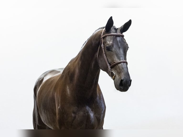 KWPN Ruin 4 Jaar 174 cm Zwartbruin in Waddinxveen