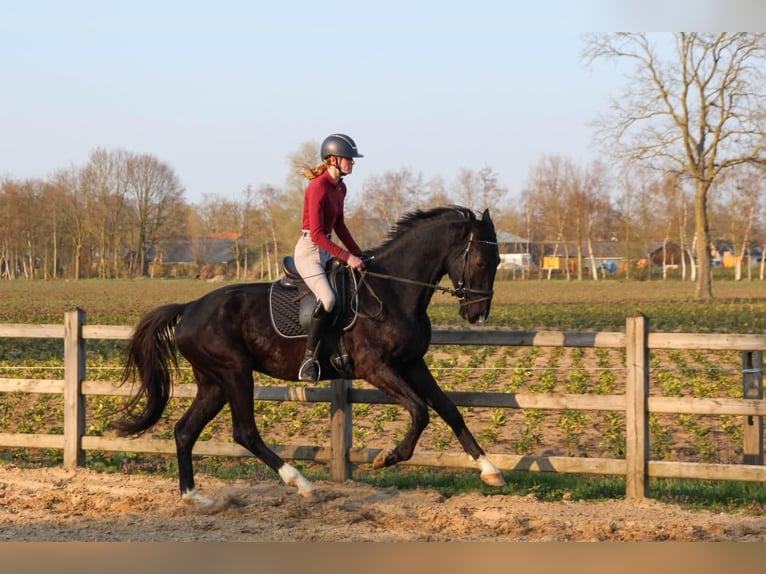 KWPN Ruin 4 Jaar 175 cm Zwart in Diessen