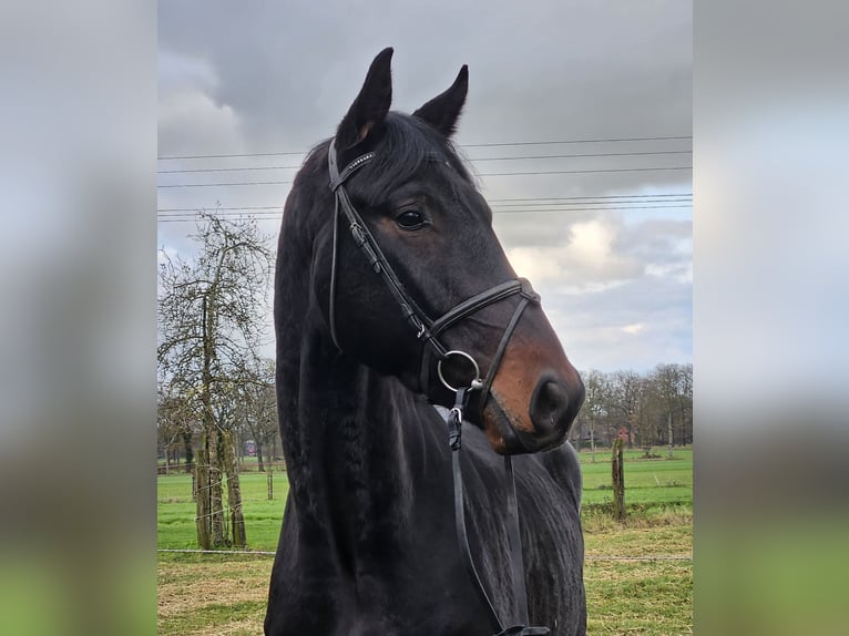 KWPN Ruin 4 Jaar 175 cm Zwartbruin in Wachtendonk