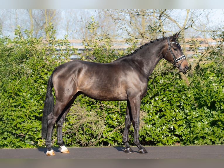 KWPN Ruin 4 Jaar 176 cm Bruin in Oosterhout