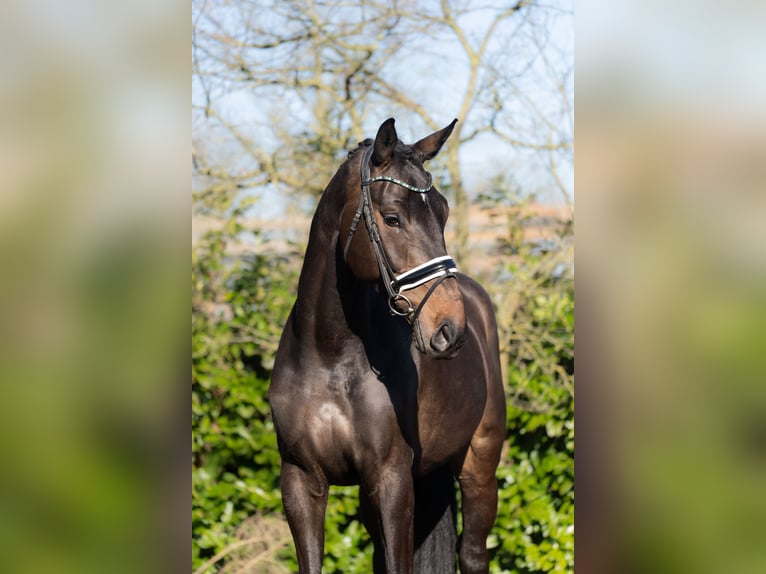 KWPN Ruin 4 Jaar 176 cm Bruin in Oosterhout