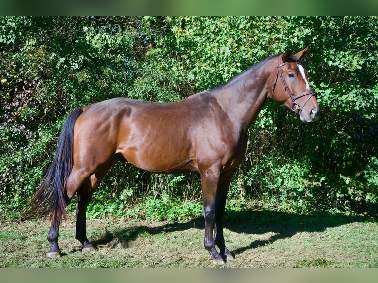 KWPN Ruin 4 Jaar 178 cm Bruin in Ljubljana