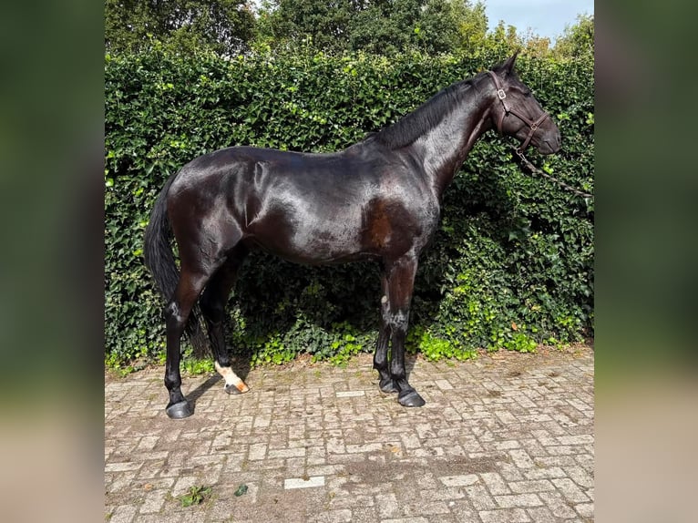 KWPN Ruin 4 Jaar 178 cm Zwart in Slootdorp