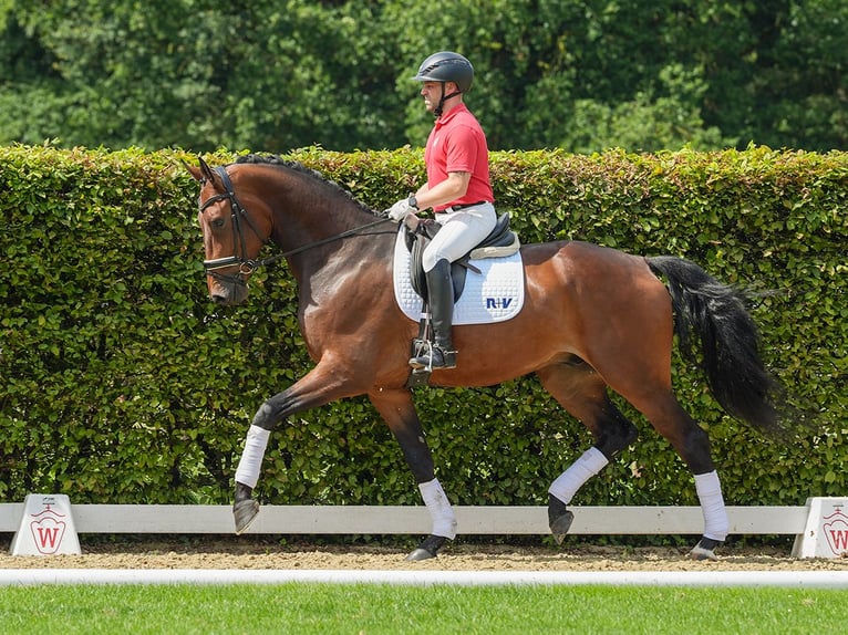 KWPN Ruin 4 Jaar 179 cm Bruin in Münster