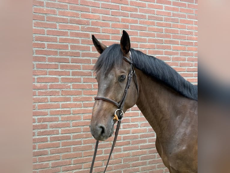 KWPN Ruin 4 Jaar Donkerbruin in Wierden