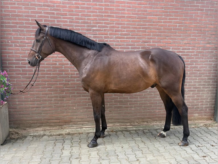 KWPN Ruin 4 Jaar Donkerbruin in Wierden