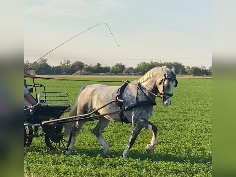 KWPN Ruin 5 Jaar 155 cm Schimmel in Tass