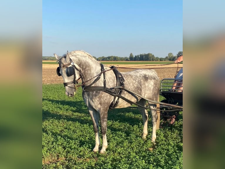 KWPN Ruin 5 Jaar 155 cm Schimmel in Tass