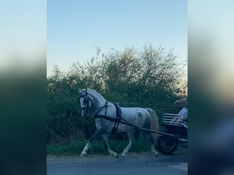 KWPN Ruin 5 Jaar 155 cm Schimmel in Tass
