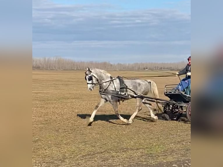 KWPN Ruin 5 Jaar 158 cm Schimmel in Tass