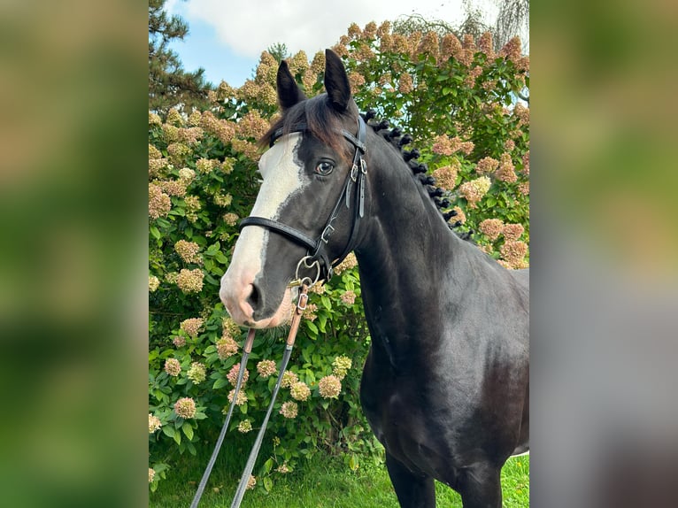 KWPN Ruin 5 Jaar 160 cm Gevlekt-paard in Ruppichteroth