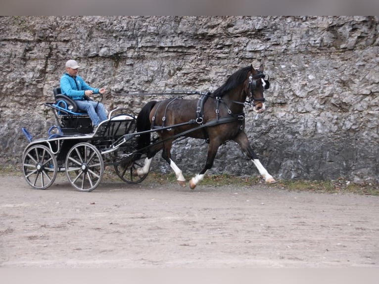 KWPN Ruin 5 Jaar 163 cm Donkerbruin in Sezana