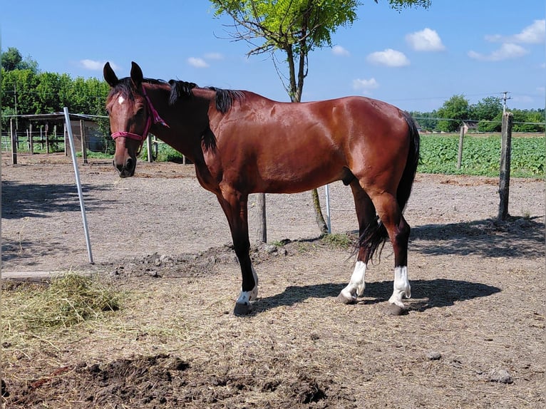 KWPN Mix Ruin 5 Jaar 163 cm Roodbruin in Vinkovci