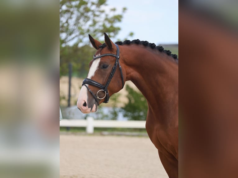 KWPN Ruin 5 Jaar 164 cm Donkerbruin in Beuningen Gld