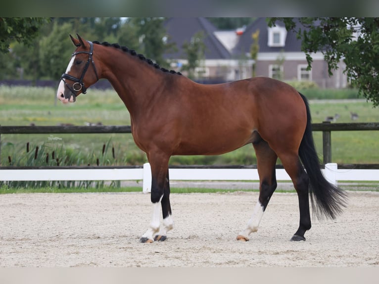 KWPN Ruin 5 Jaar 164 cm Donkerbruin in Beuningen Gld