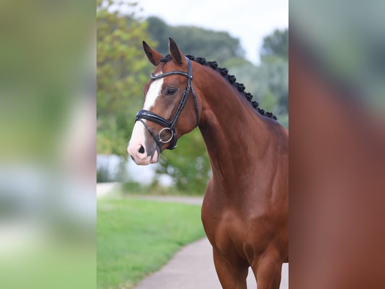 KWPN Ruin 5 Jaar 164 cm Donkerbruin in Beuningen Gld