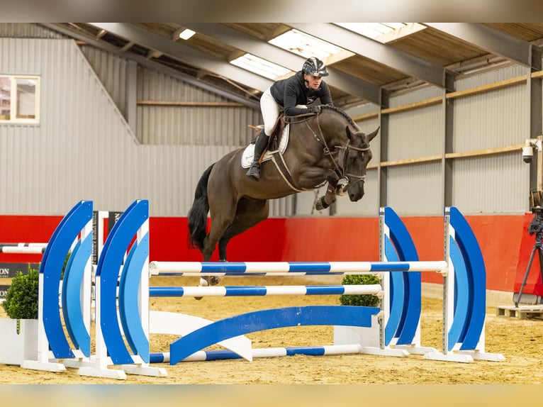 KWPN Ruin 5 Jaar 164 cm Zwart in Waddinxveen