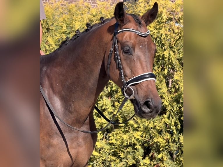 KWPN Ruin 5 Jaar 165 cm Bruin in Nettetal