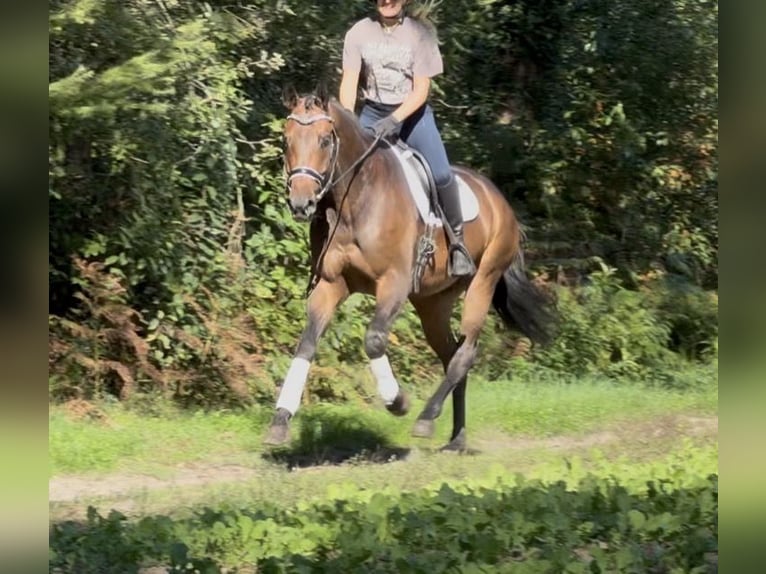 KWPN Ruin 5 Jaar 165 cm Bruin in Nettetal