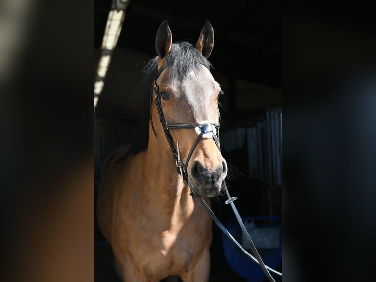 KWPN Ruin 5 Jaar 165 cm Bruin in Geilenkirchen