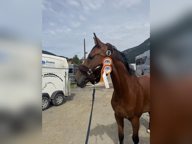 KWPN Ruin 5 Jaar 165 cm Bruin in Schw&#xE4;bisch Hall