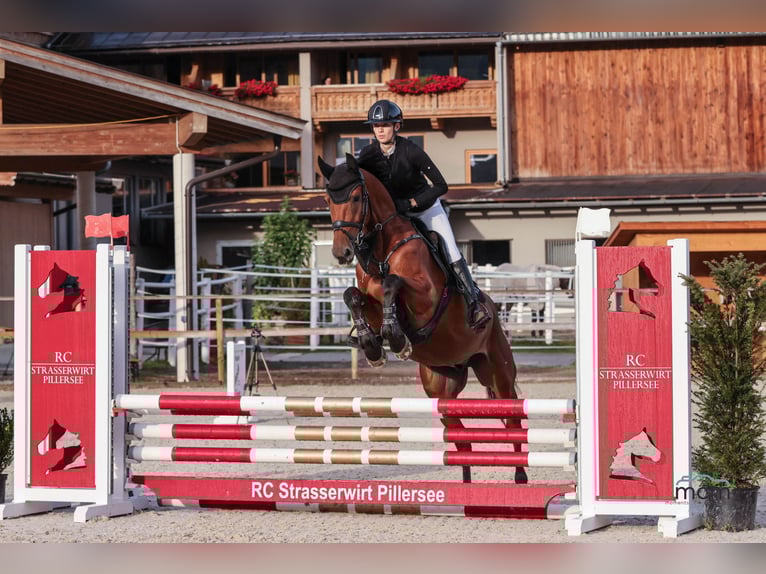 KWPN Ruin 5 Jaar 165 cm Bruin in Schw&#xE4;bisch Hall