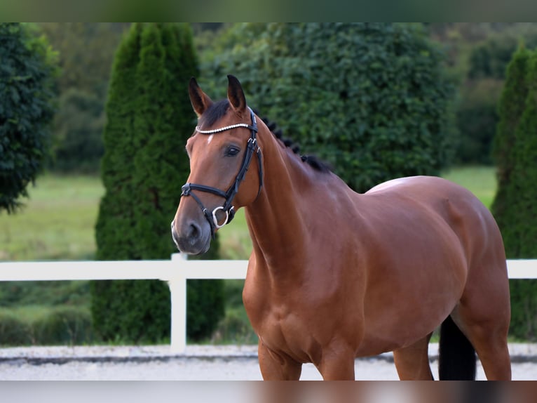 KWPN Ruin 5 Jaar 165 cm Bruin in Schw&#xE4;bisch Hall