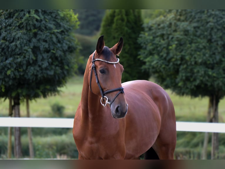 KWPN Ruin 5 Jaar 165 cm Bruin in Schw&#xE4;bisch Hall