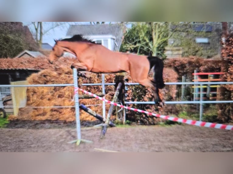 KWPN Ruin 5 Jaar 165 cm Lichtbruin in Zuidlaren