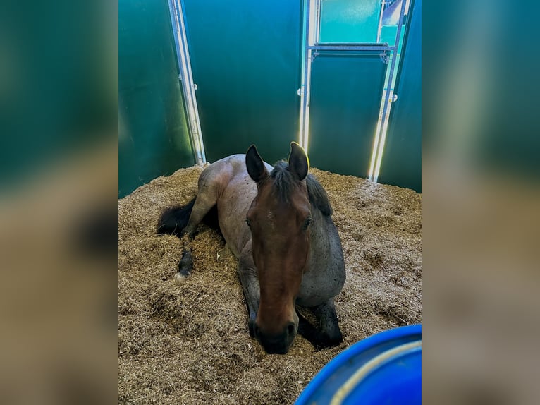 KWPN Ruin 5 Jaar 165 cm in Schladming