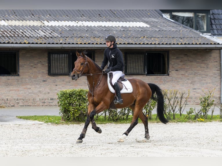 KWPN Ruin 5 Jaar 165 cm  in Waddinxveen