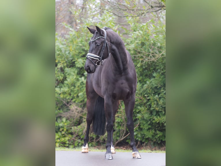 KWPN Ruin 5 Jaar 165 cm Zwart in Oosterhout
