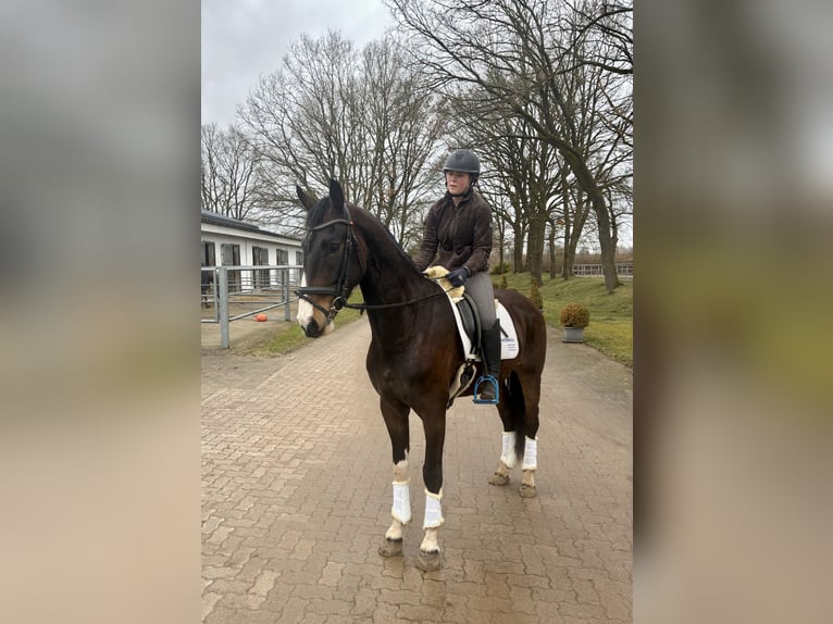 KWPN Ruin 5 Jaar 166 cm Donkerbruin in Negernbötel