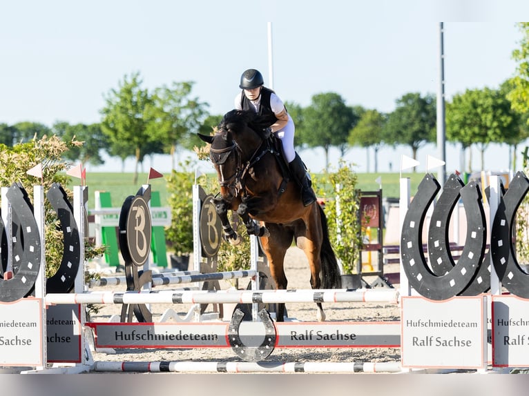 KWPN Ruin 5 Jaar 166 cm Donkerbruin in Lachendorf