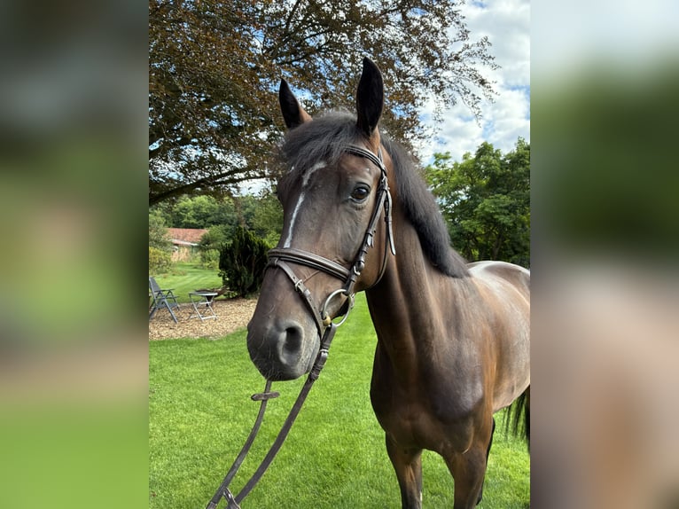 KWPN Ruin 5 Jaar 166 cm Donkerbruin in Lachendorf