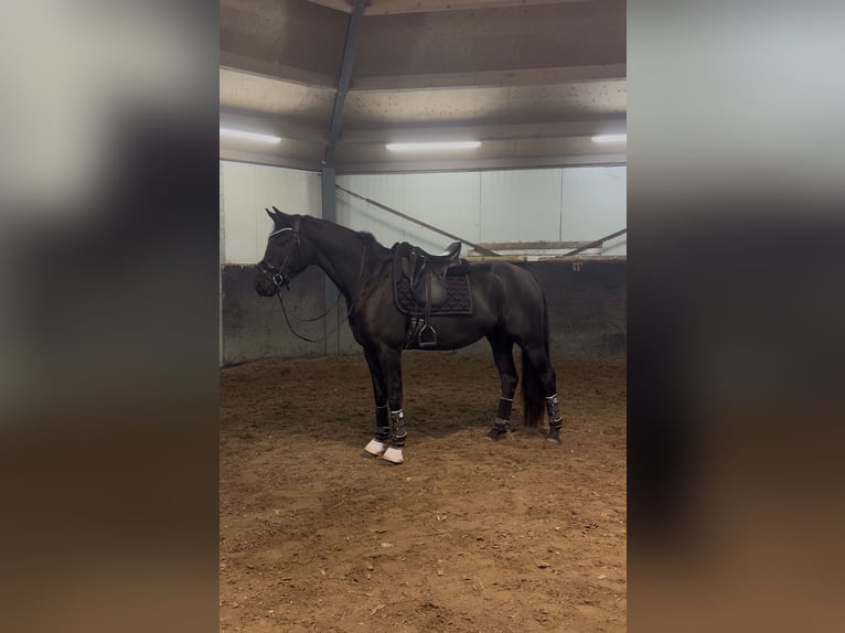 KWPN Ruin 5 Jaar 166 cm Zwart in EmsT