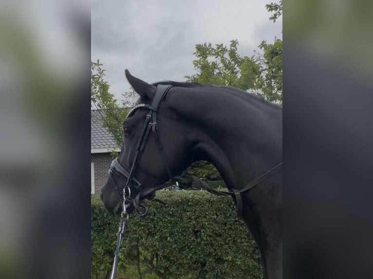 KWPN Ruin 5 Jaar 166 cm Zwart in EmsT