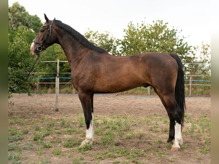 KWPN Ruin 5 Jaar 167 cm Bruin in Szatymaz