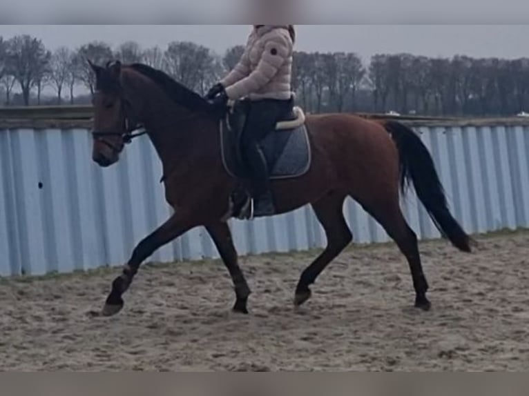 KWPN Ruin 5 Jaar 167 cm Bruin in Medemblik