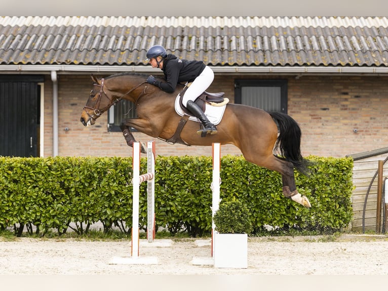 KWPN Ruin 5 Jaar 167 cm Bruin in Waddinxveen