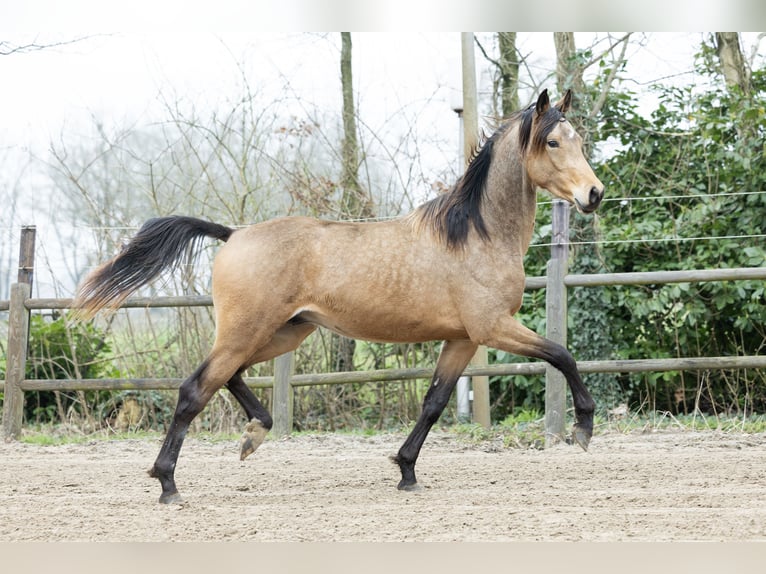 KWPN Ruin 5 Jaar 167 cm Buckskin in Ulicoten