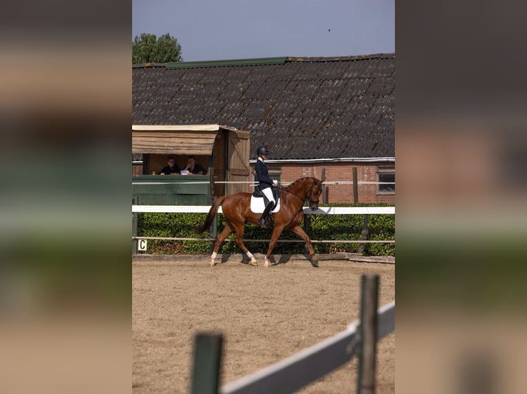 KWPN Ruin 5 Jaar 167 cm Donkere-vos in Woerden