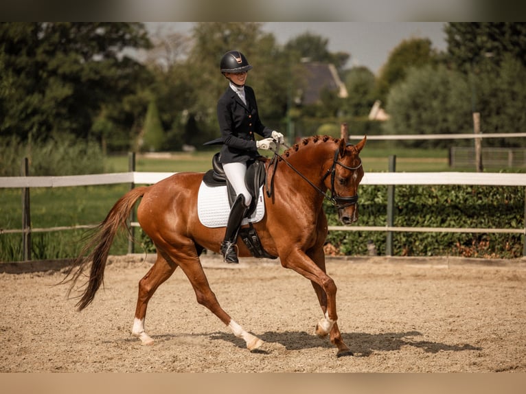 KWPN Ruin 5 Jaar 167 cm Donkere-vos in Woerden