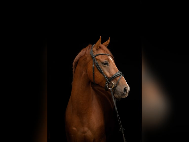 KWPN Ruin 5 Jaar 167 cm Donkere-vos in Woerden